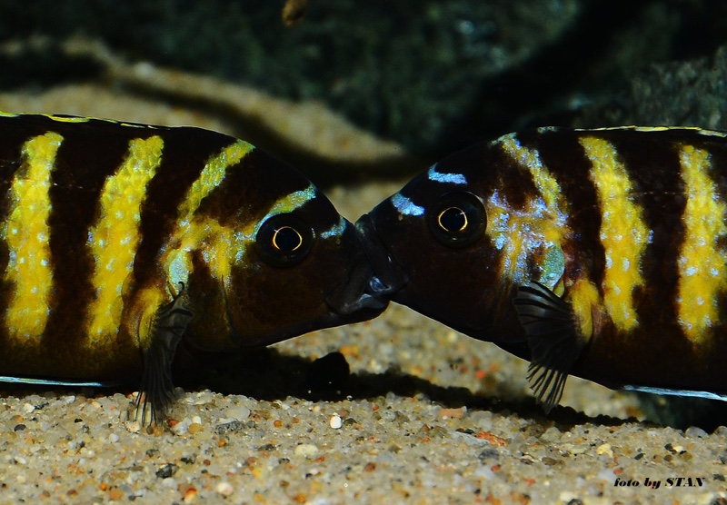 Maylandia melissa 'Chitande Island'